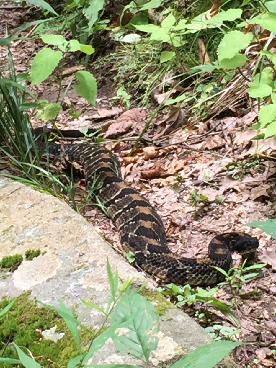 Timber rattler on the trail in the Smoky Mountains